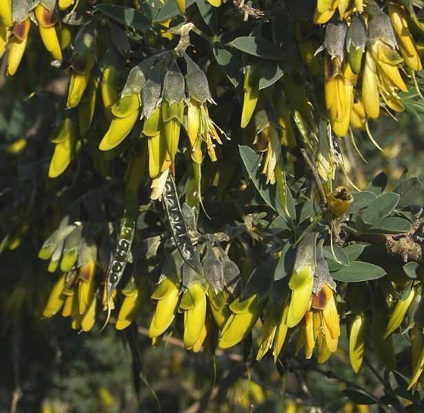 Anagyris foetida
